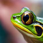 Guppy Predators: Do Frogs Consider Guppies A Delicacy?