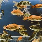 How Many Fish in a 5 Gallon Tank – Should Read Before Stocking Your Fish Tank