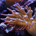 Cleaning Aquarium Rocks With Vinegar – Read Before Cleaning Your Aquarium Rocks