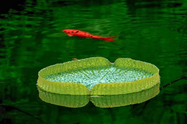 Orange Fish in Green Water