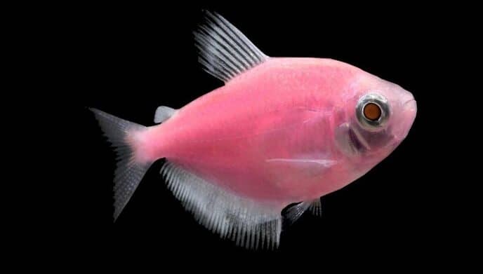 Moonrise Pink Glow Fish