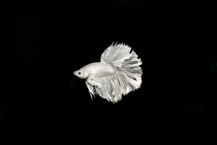 betta fish breeding guide
