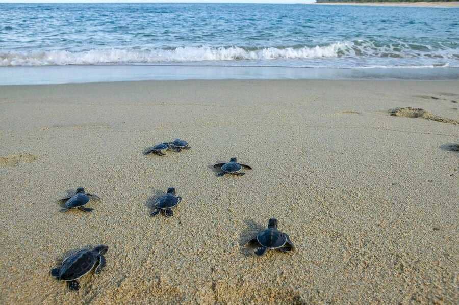 How Do Turtles Mate