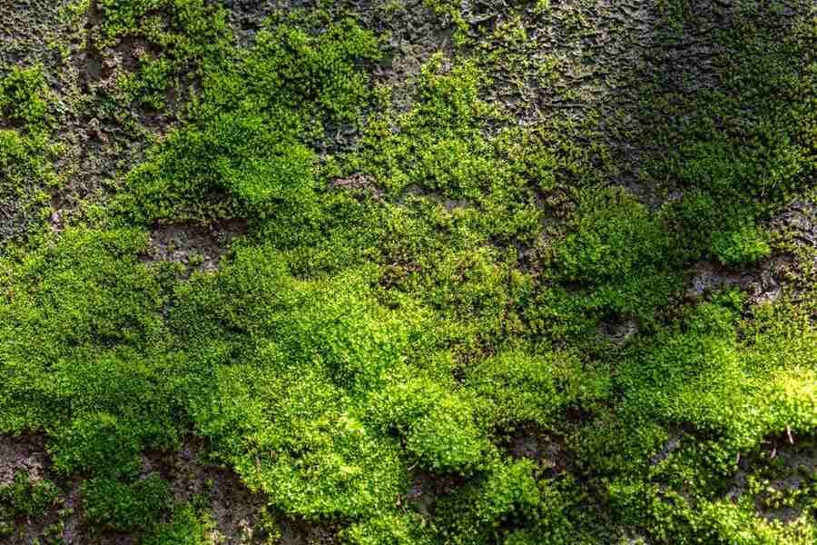 Peat Moss