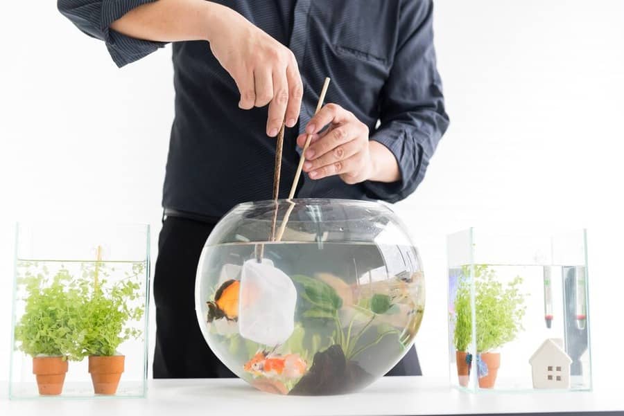How To Keep A Fish Bowl Clean Without A Filter
