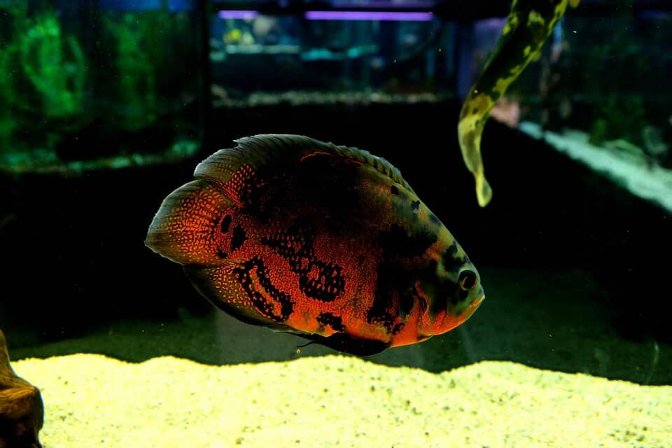 Why aquarium fish die?