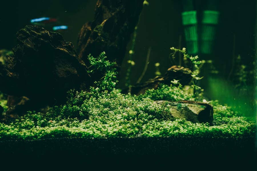 Which Fish Lives Longer In An Aquarium