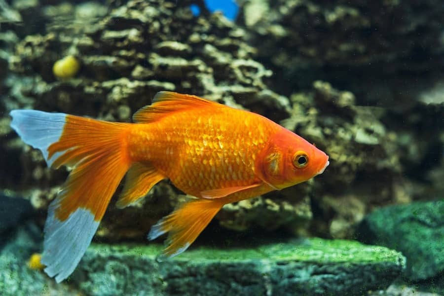 Best Food for Goldfish