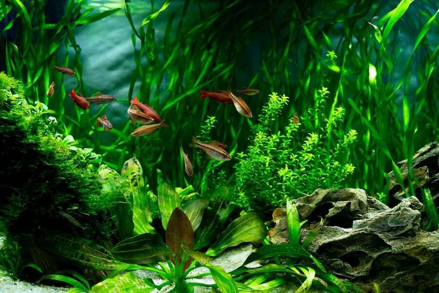 Floating aquarium plants