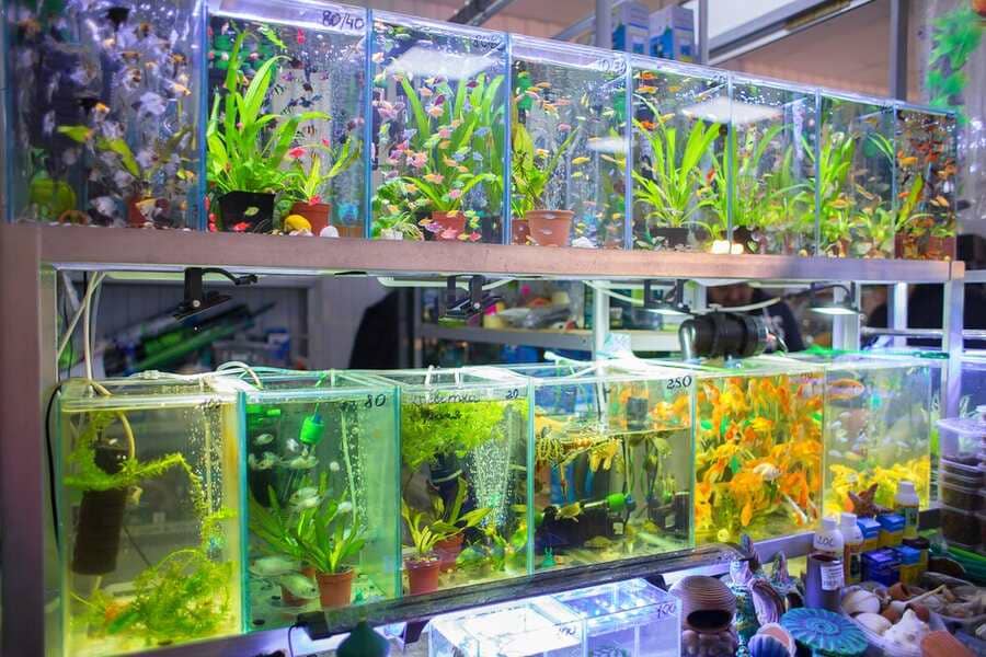 Best Place To Buy Aquarium Fish Online in India