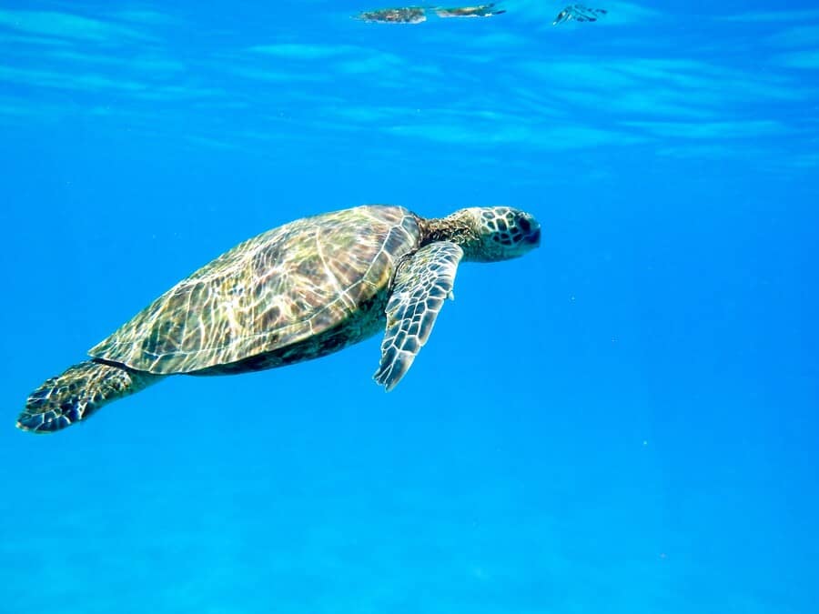 Can Turtles Actually Drown Shown in View of Sea