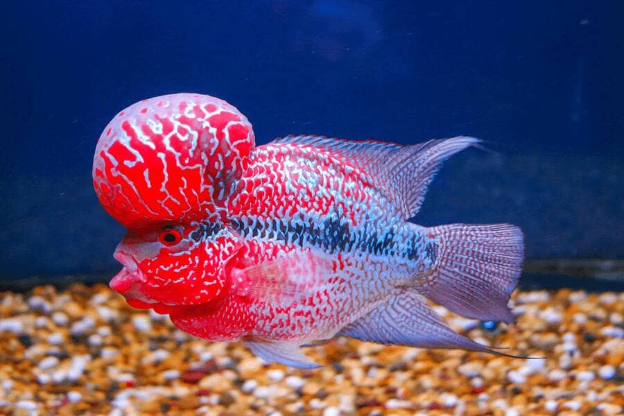 Best Food for Flowerhorn