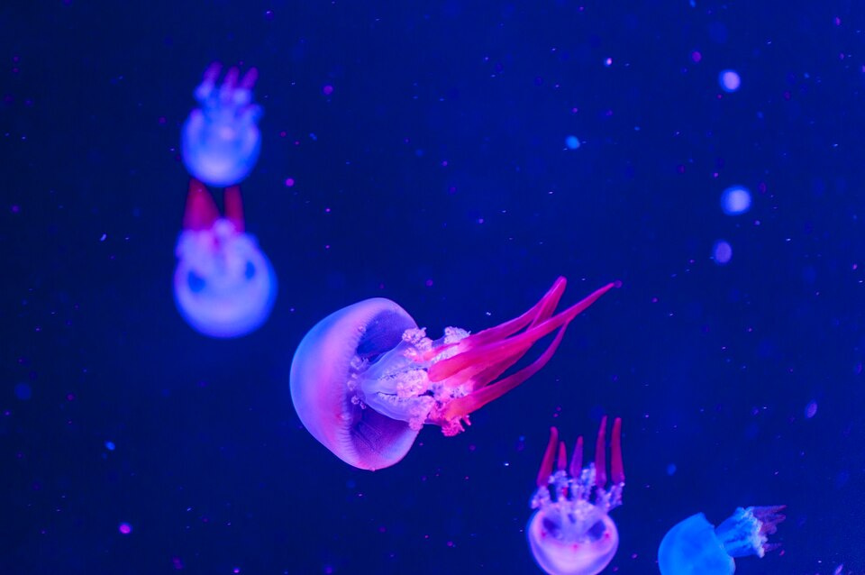 Can you have a jellyfish as a pet