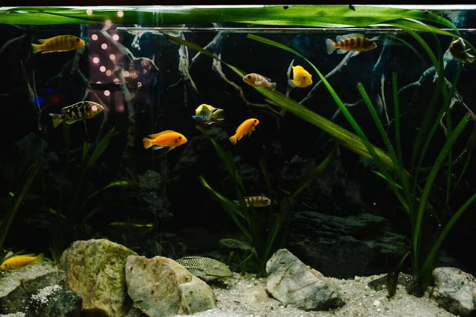 Freshwater Aquarium Problems That Will Drive You Crazy