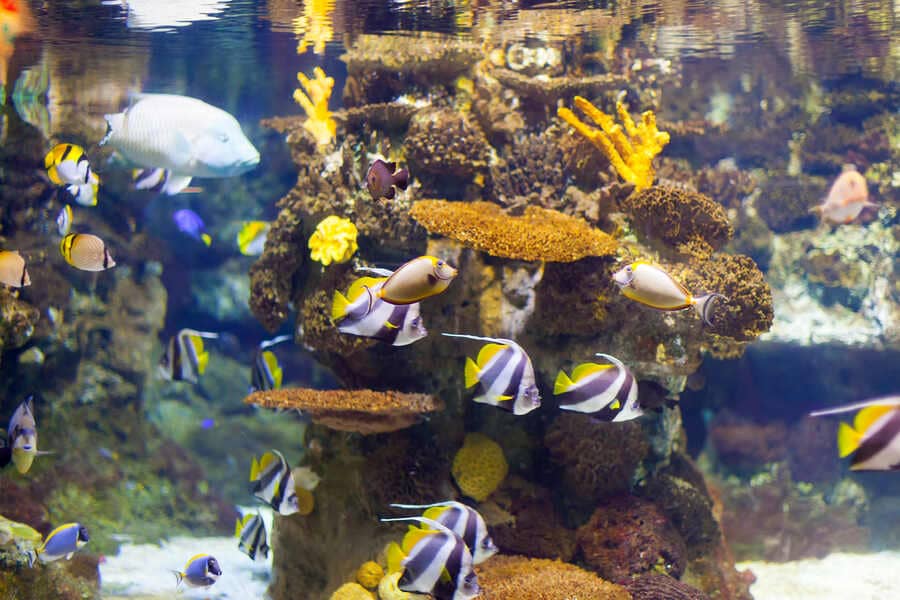 Why Saltwater Fish Are More Colorful