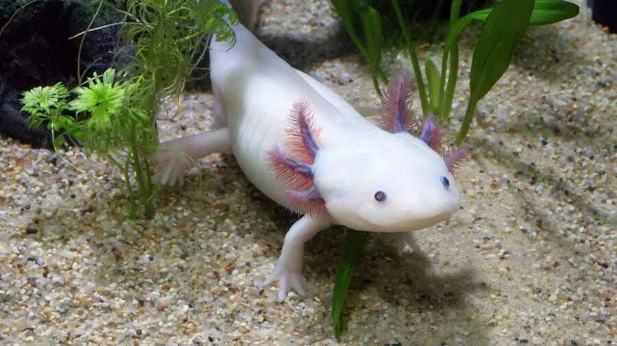 Axolotls And Poison