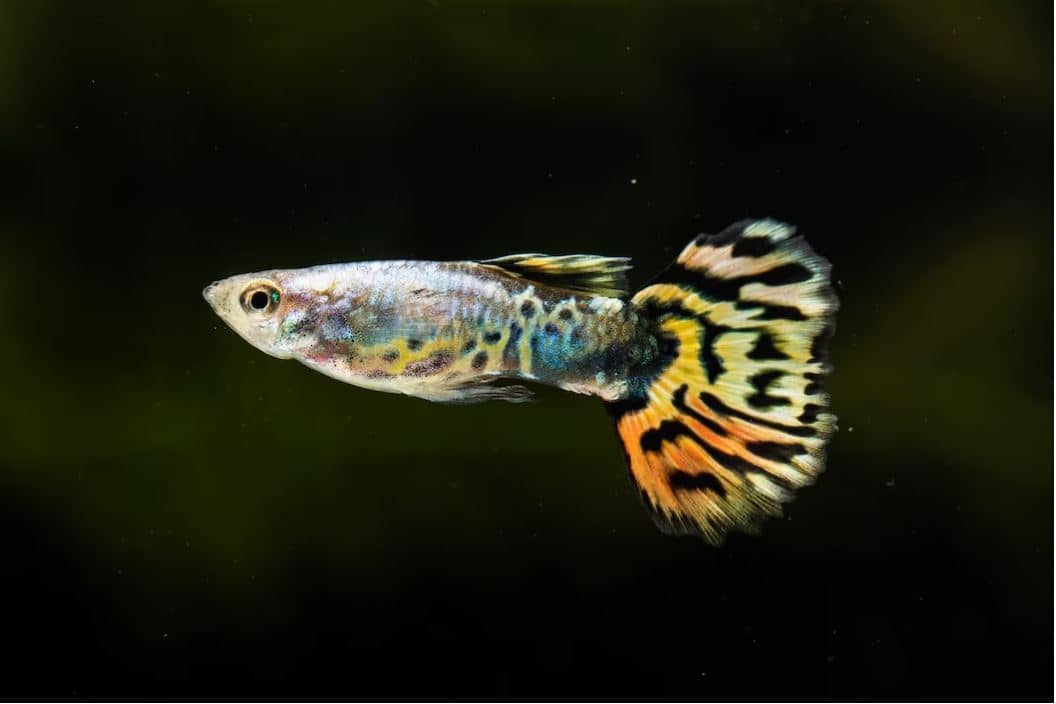 How Long Guppy Fish Live?
