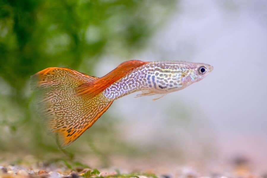 Is Guppy An Easy To Care For Fish