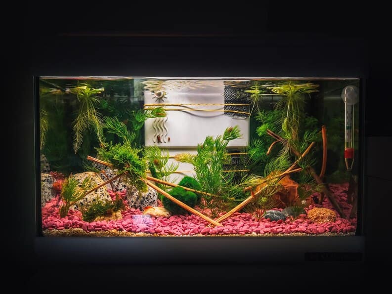 The Importance Of Light In Fishkeeping