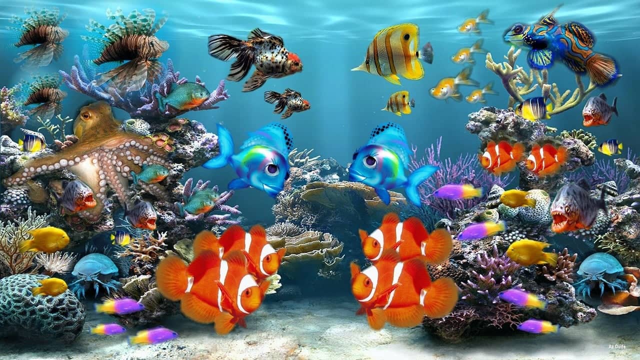 L of brightly colored tropical fish happily swimming in an aquarium, accompanied by a few plants and coral rocks