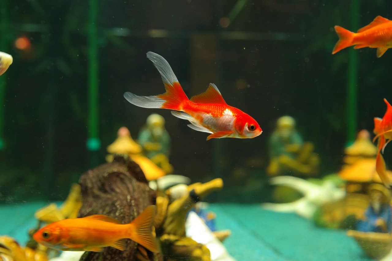 Nt orange-and-white goldfish swimming in a tank with a bubbling filter, a net, and a breeding cone