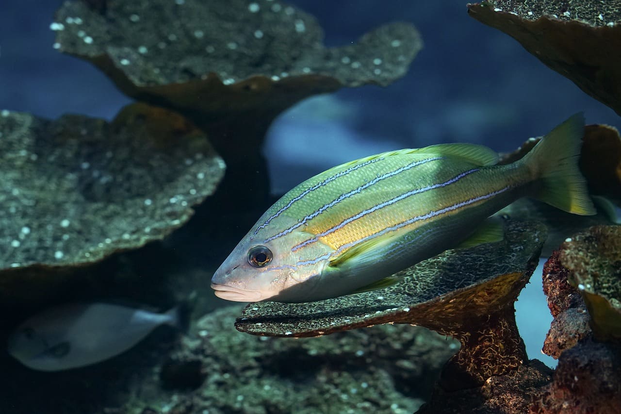 Tank with many decorations, almost overflowing, with a few fish swimming around