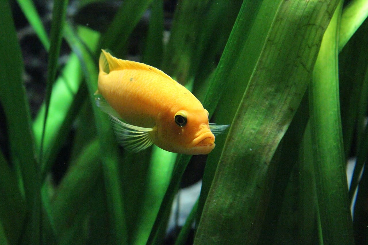 -up of hands with gardening gloves on, carefully placing aquarium plants into the water while using tweezers