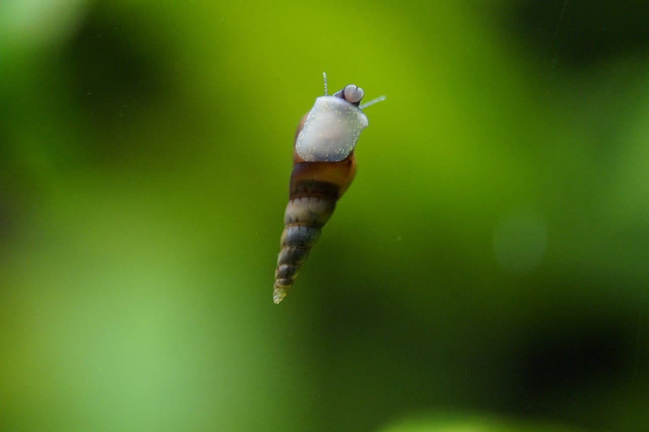 Up of a snail crawling across a leafy green aquarium plant, its antennae twitching inquisitively