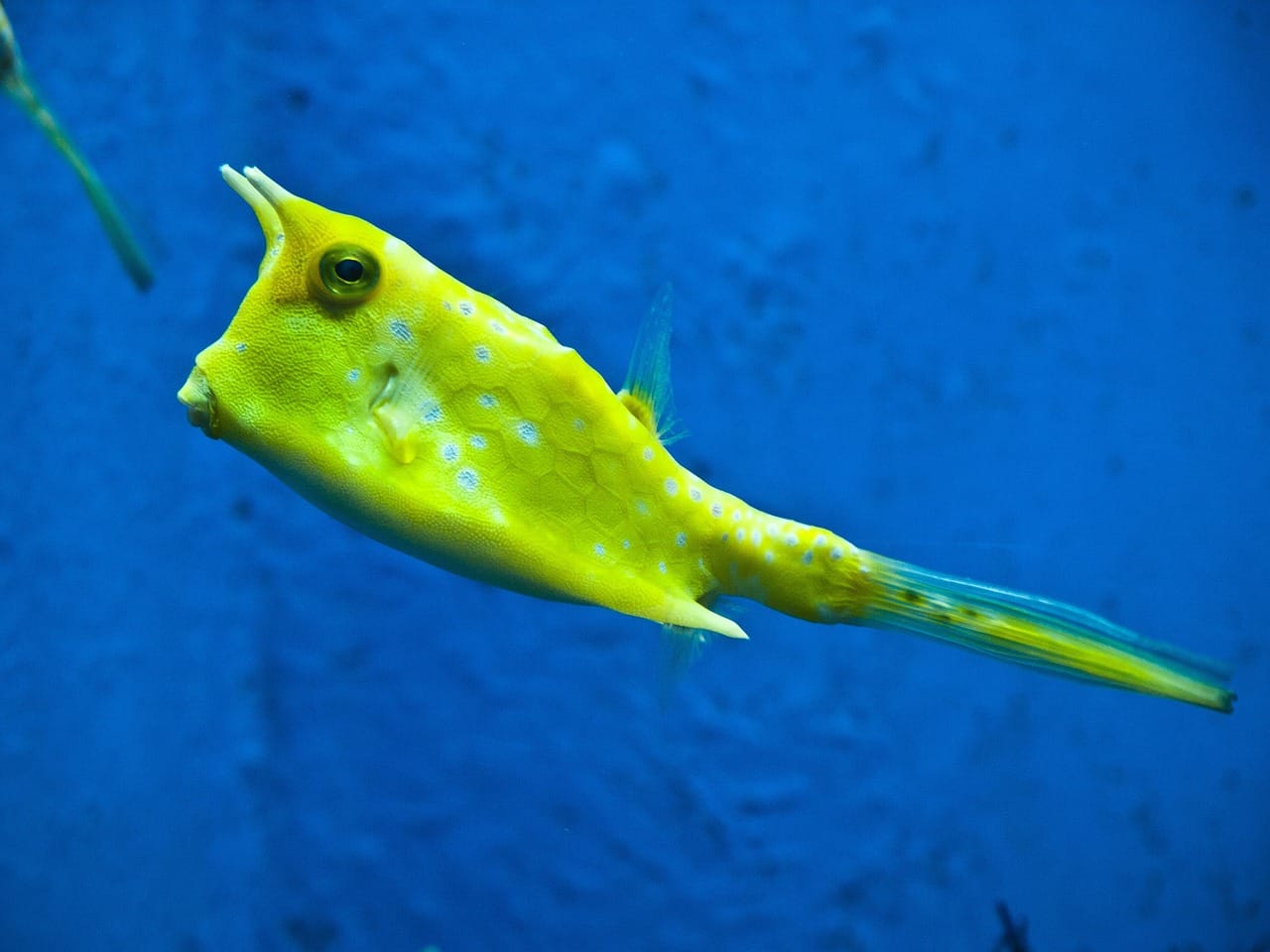 In an aquarium illuminated by a soft glowing light, surrounded by a deep navy blue background