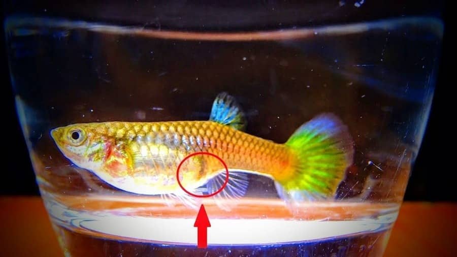 Guppy Fish Reproduction