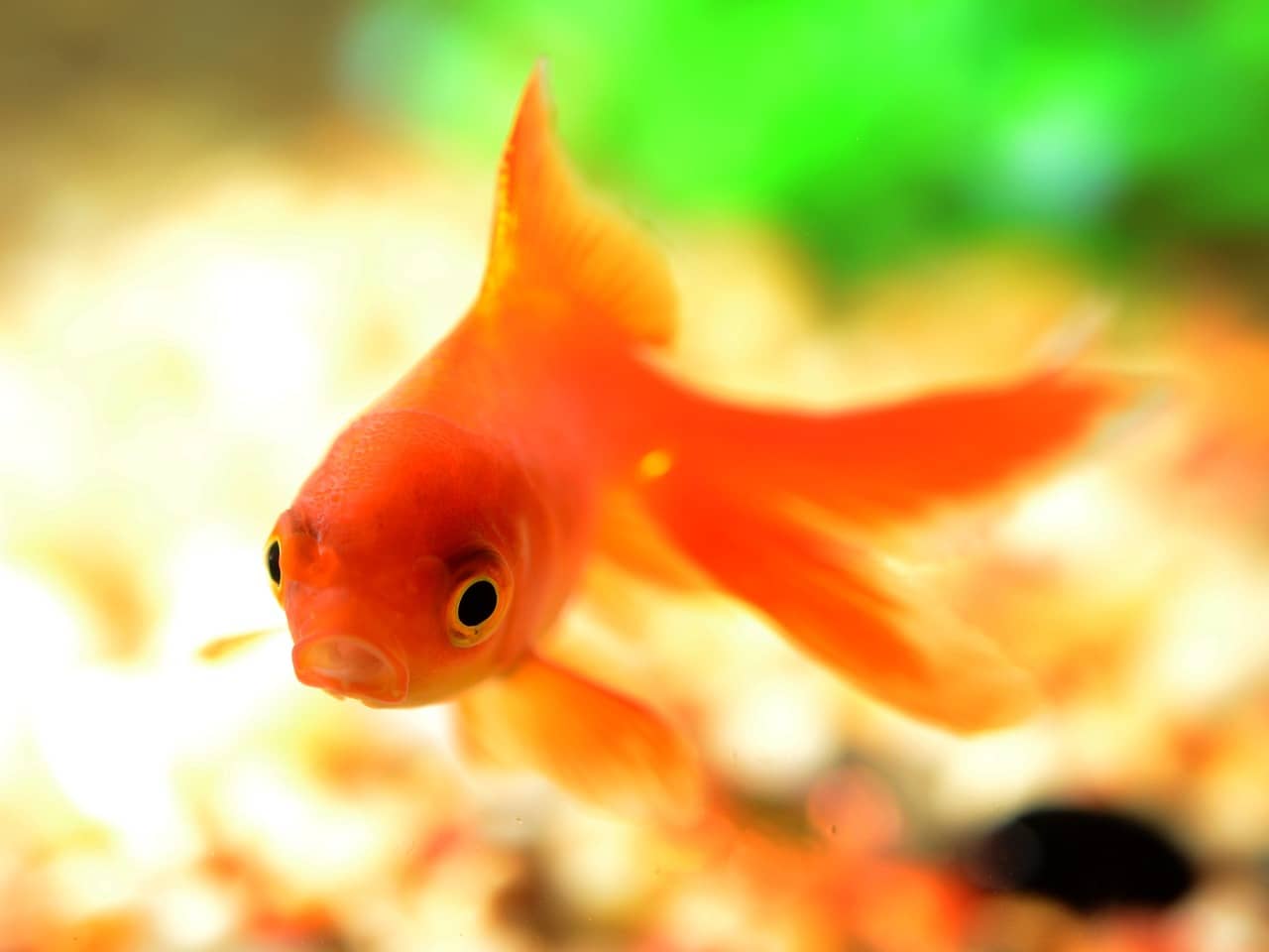 Ge of 15 images depicting different tips for keeping Ranchu goldfish: from water temperature to tank size, food types to tank cleaning supplies
