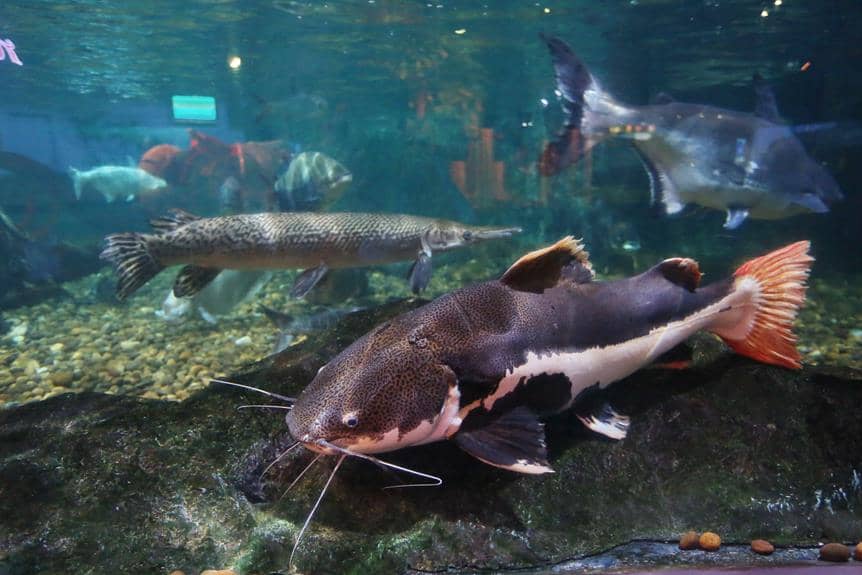 cory catfish in 10 gallon
