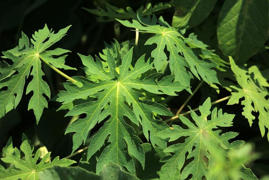 Can Rabbits Eat Papaya? Information)