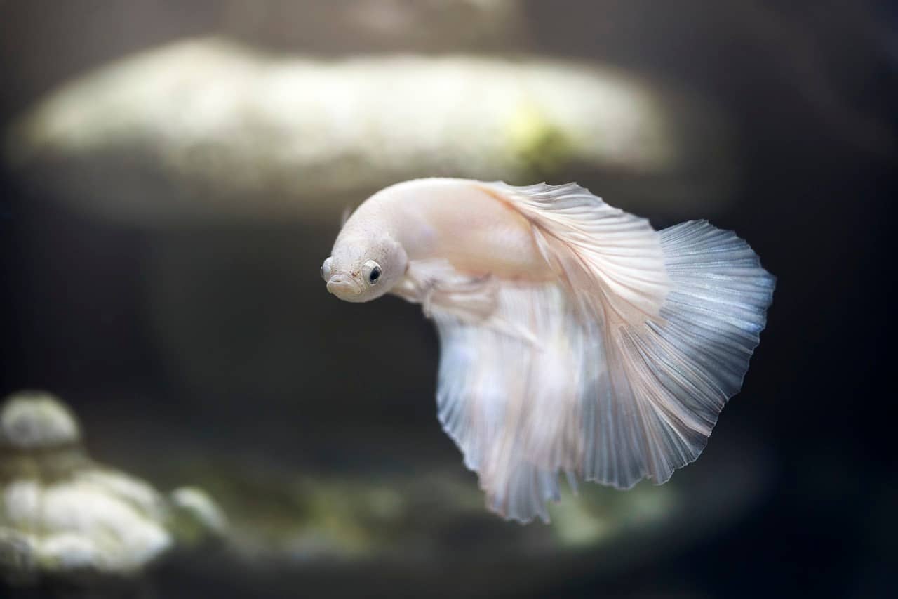 -up of a goldfish with white spots, showing signs of discoloration and fin damage, in an aquarium with a background of lush greenery