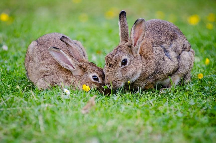 Can I Put Male And Female Rabbits Together? (All You Need To Know)