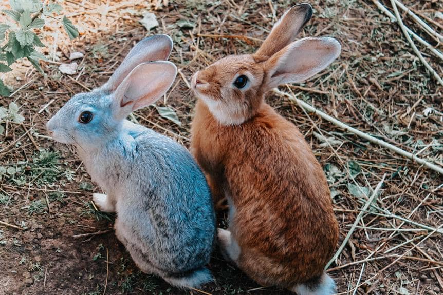 Why Do Rabbits Kill Their Babies? (All You Need To Know)