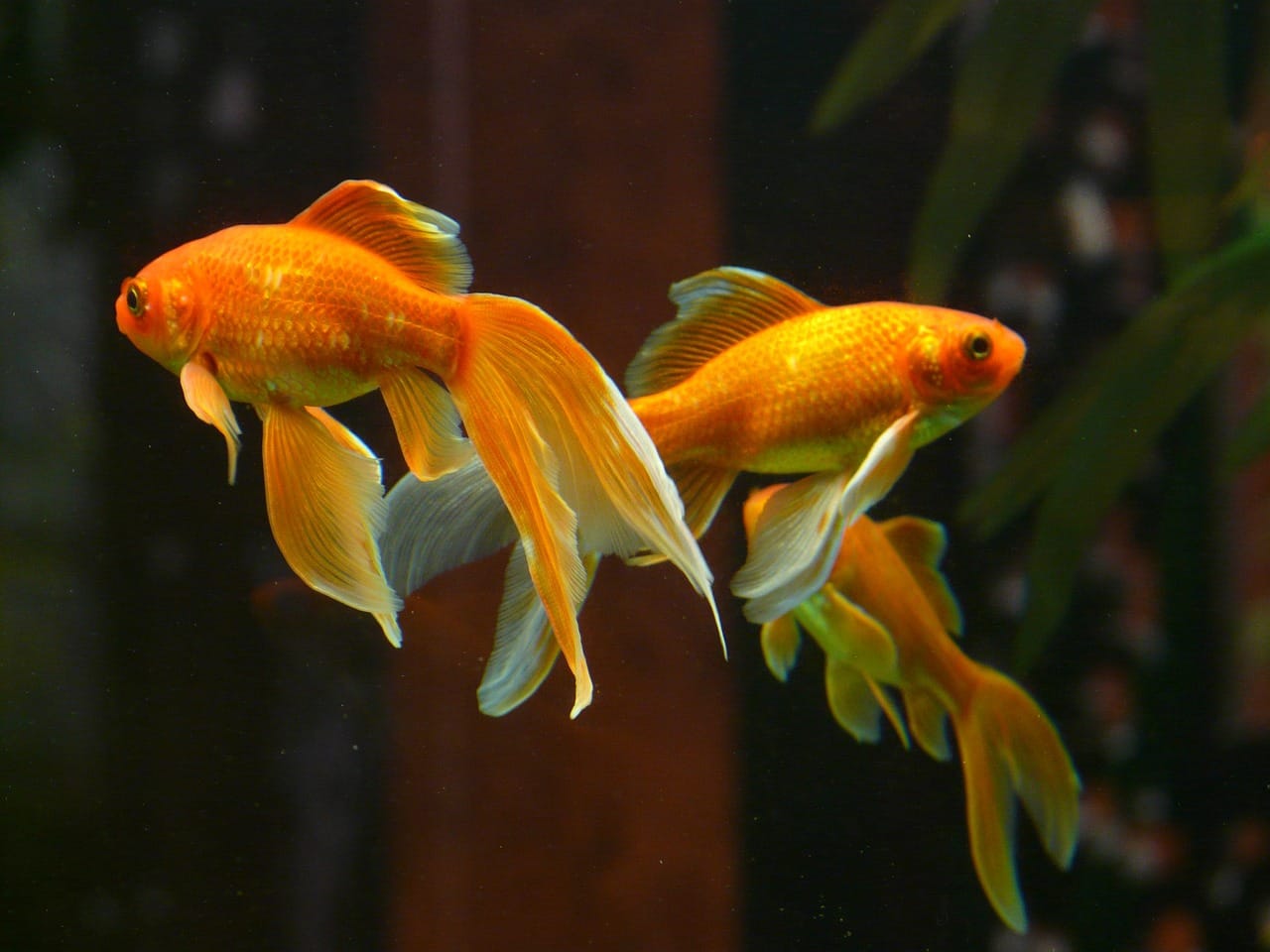 Rium with healthy, brightly-colored goldfish swimming amidst a variety of aquatic plants and small floating bits of food