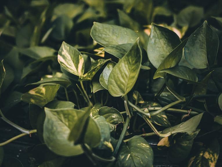 aquarium pothos devil s ivy