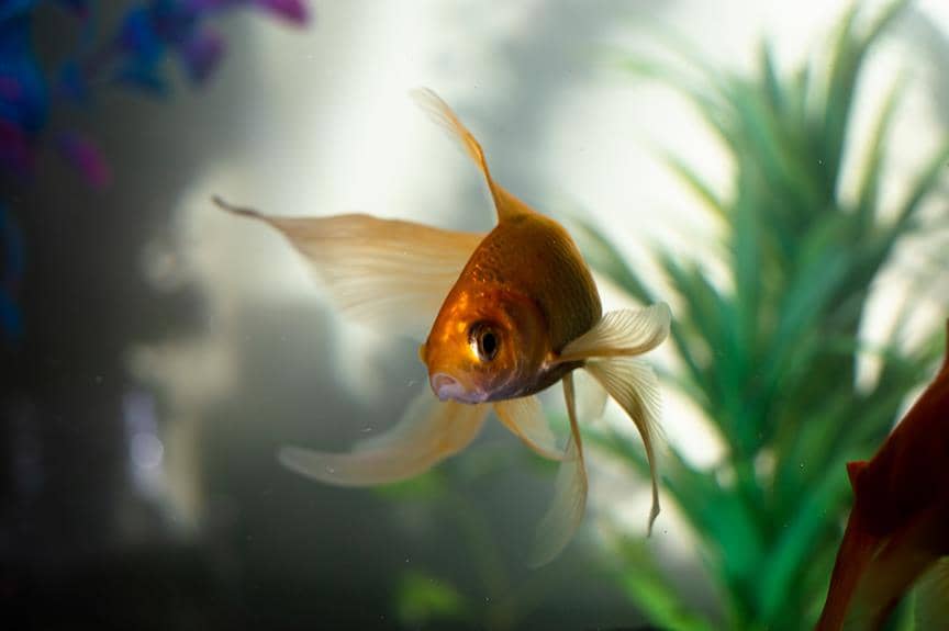 comprehensive guide to goldfish breeding