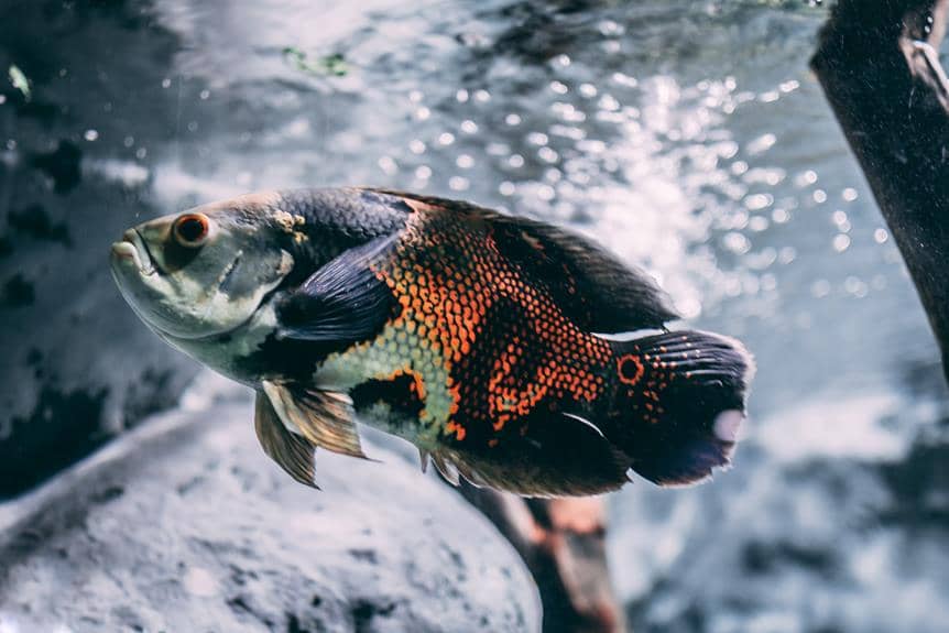 oscar fish breeding guide